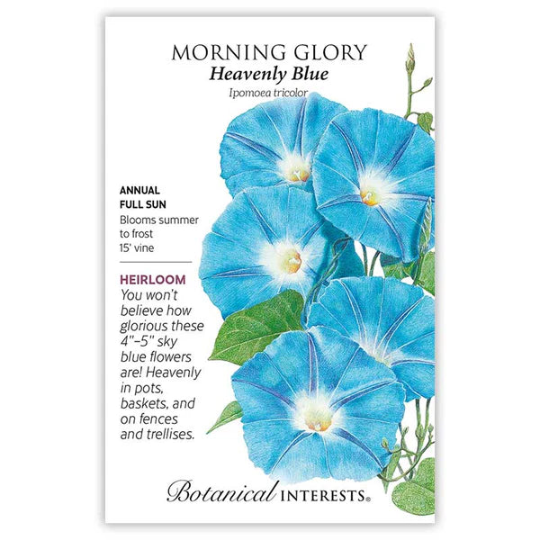 Morning Glory Heavenly Blue Seeds