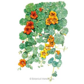 Nasturtium Trailing Single Blend Seeds