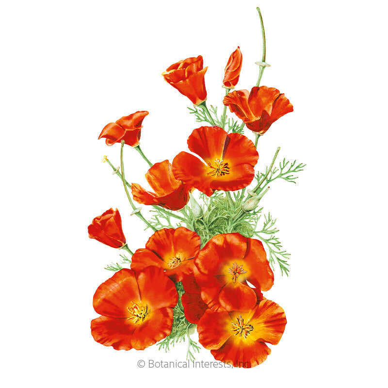 Botanical Interests, Inc. - Mikado California Poppy Seeds
