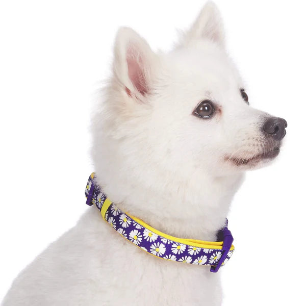 Daisy | Neoprene Padded Dog Collar