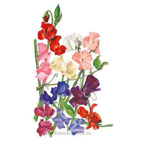 Botanical Interests, Inc. - Sweet Pea Royal Blend Seeds