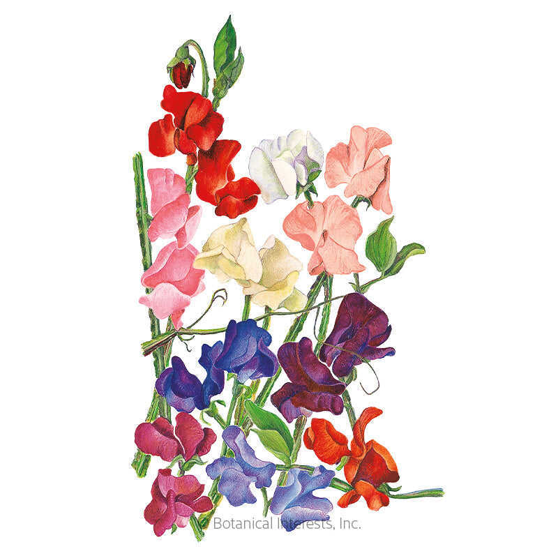 Botanical Interests, Inc. - Sweet Pea Royal Blend Seeds