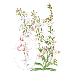 Botanical Interests, Inc. - Gaura White Seeds - Southern Agriculture 