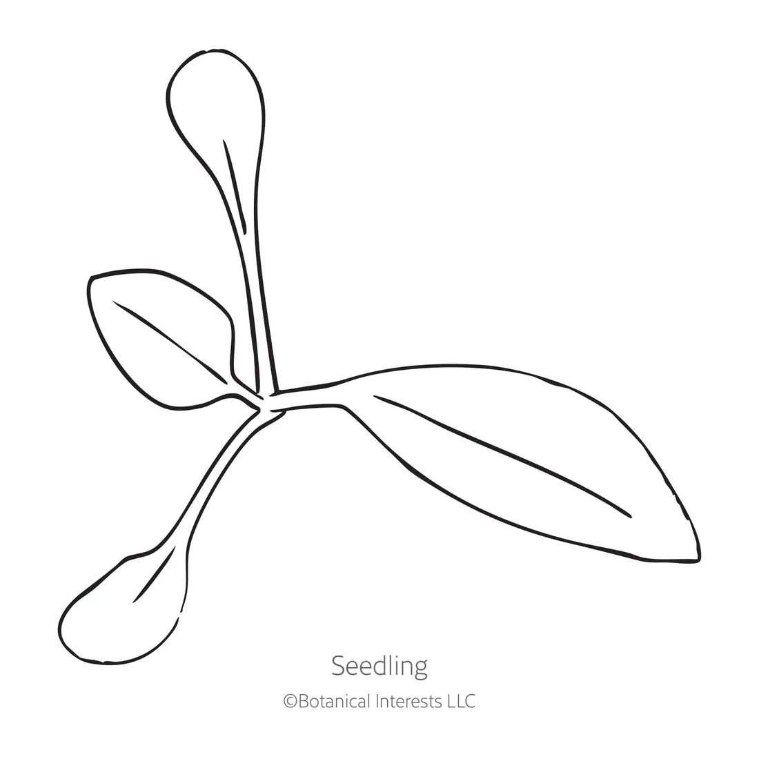 Botanical Interests, Inc. - Gaura White Seeds - Southern Agriculture 