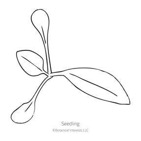 Botanical Interests, Inc. - Gaura White Seeds - Southern Agriculture 