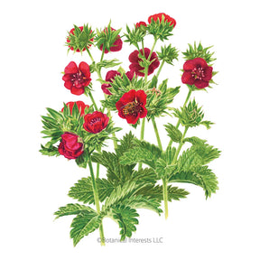 Botanical Interests, Inc. - Cinquefoil Scarlet Seeds
