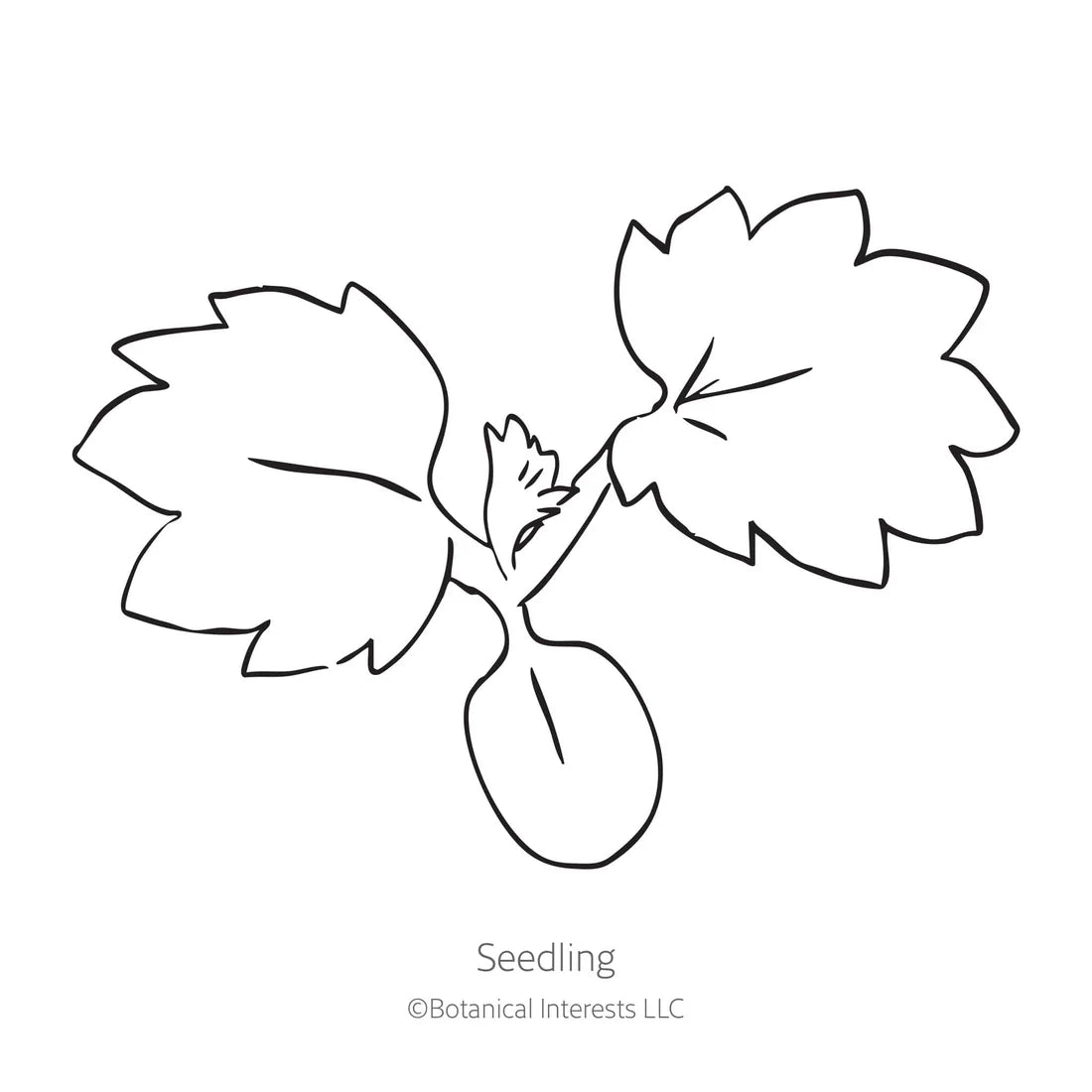 Botanical Interests, Inc. - Cinquefoil Scarlet Seeds