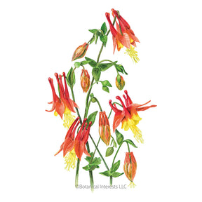 Botanical Interests, Inc. - Columbine Eastern Red Seeds - Southern Agriculture 