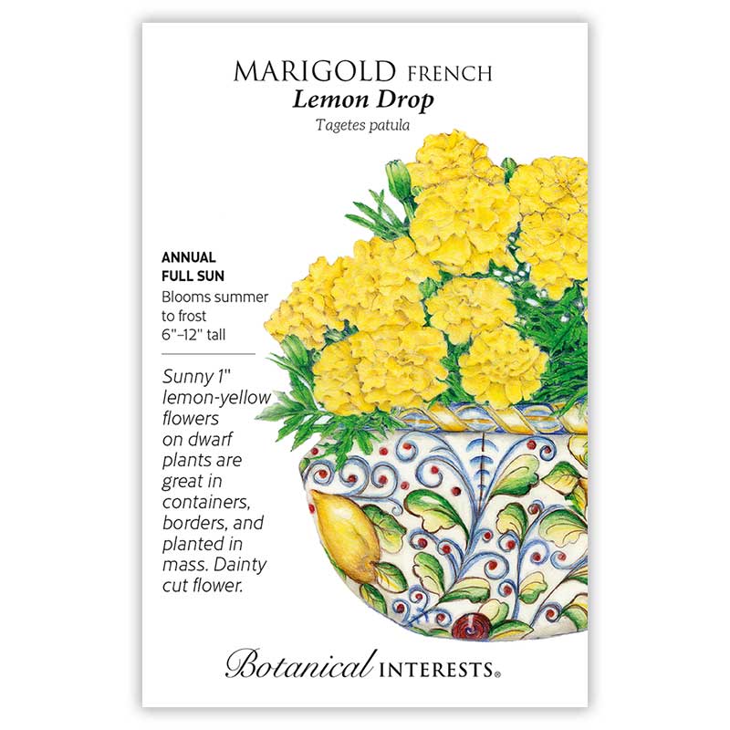 Marigold French Lemon Drop