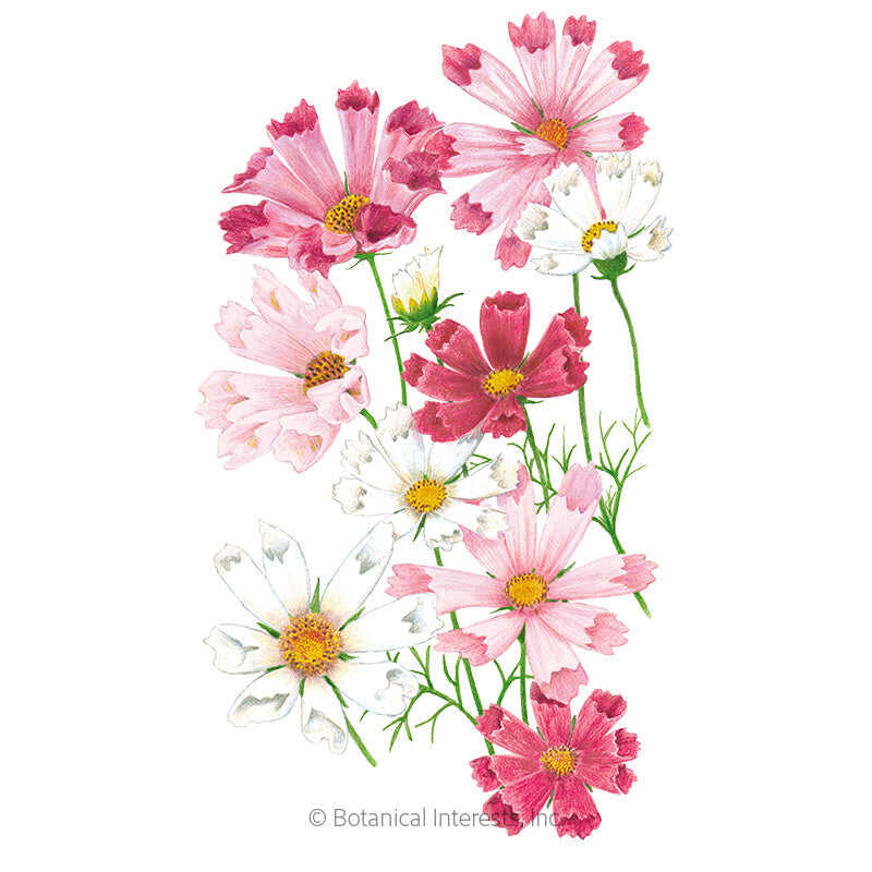 Botanical Interests, Inc. - Cosmos Seashell Blend Seeds