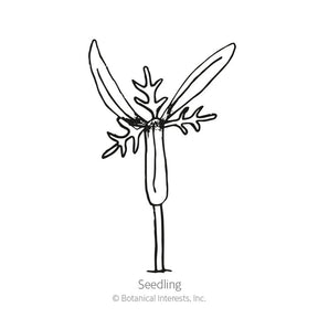 Botanical Interests, Inc. - Cosmos Seashell Blend Seeds - Southern Agriculture 