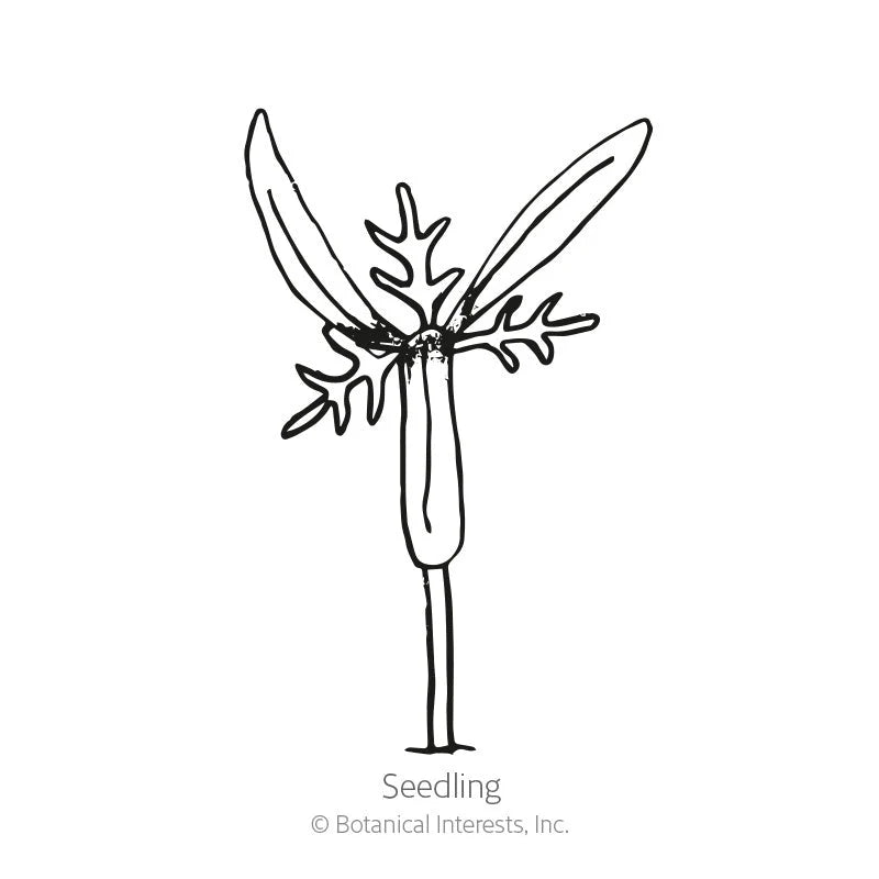 Botanical Interests, Inc. - Cosmos Seashell Blend Seeds - Southern Agriculture 