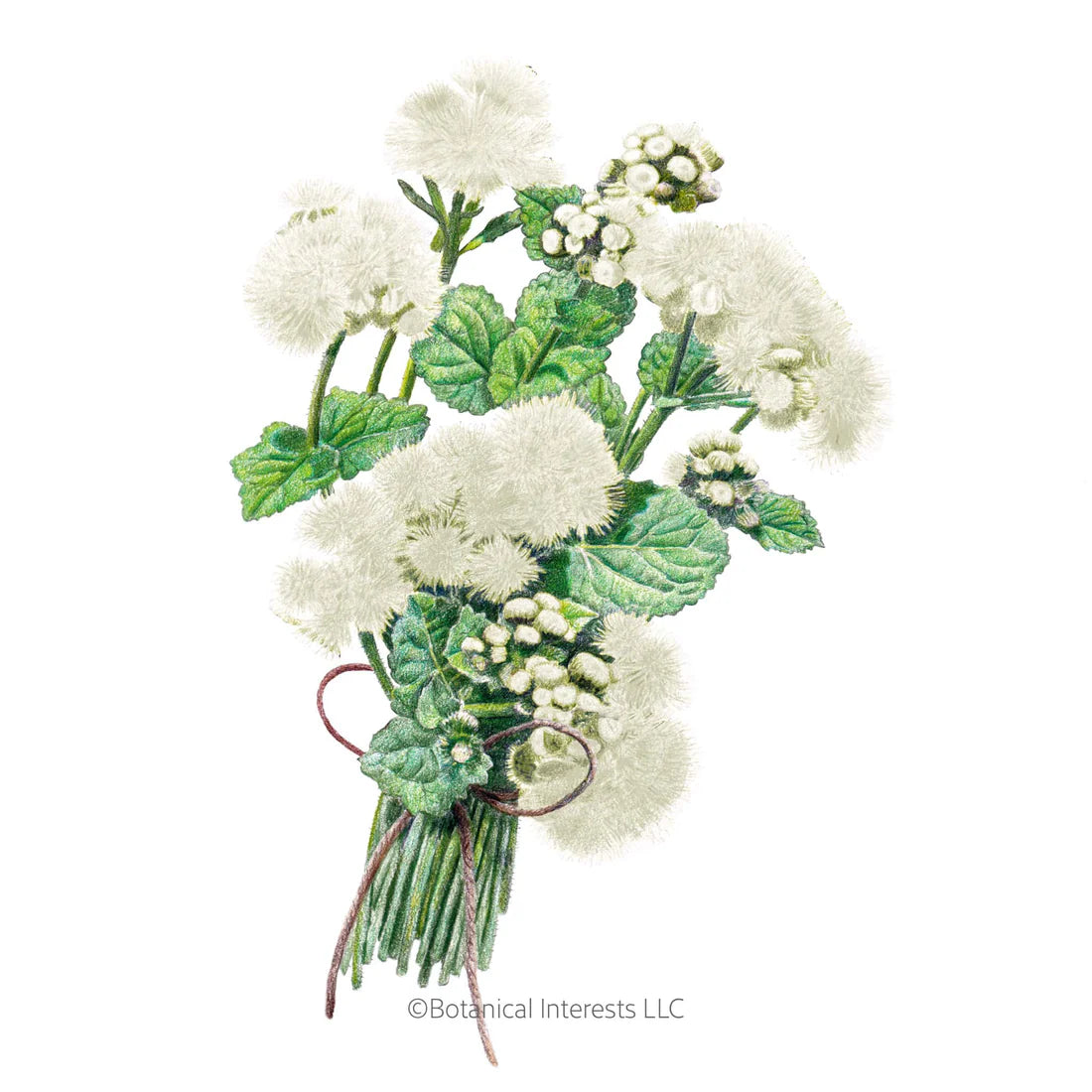 Botanical Interests, Inc. - Ageratum Dondo White Seeds