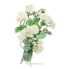Botanical Interests, Inc. - Ageratum Dondo White Seeds