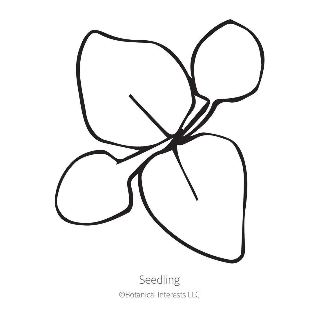 Botanical Interests, Inc. - Ageratum Dondo White Seeds