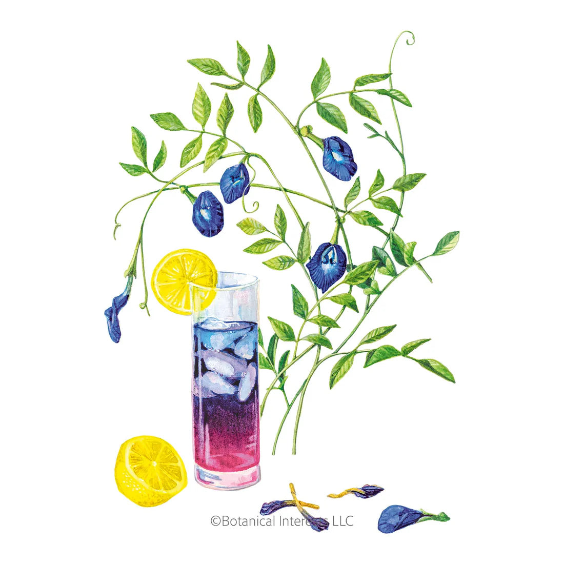Botanical Interests, Inc. - Butterfly Pea Blue Tea Seeds