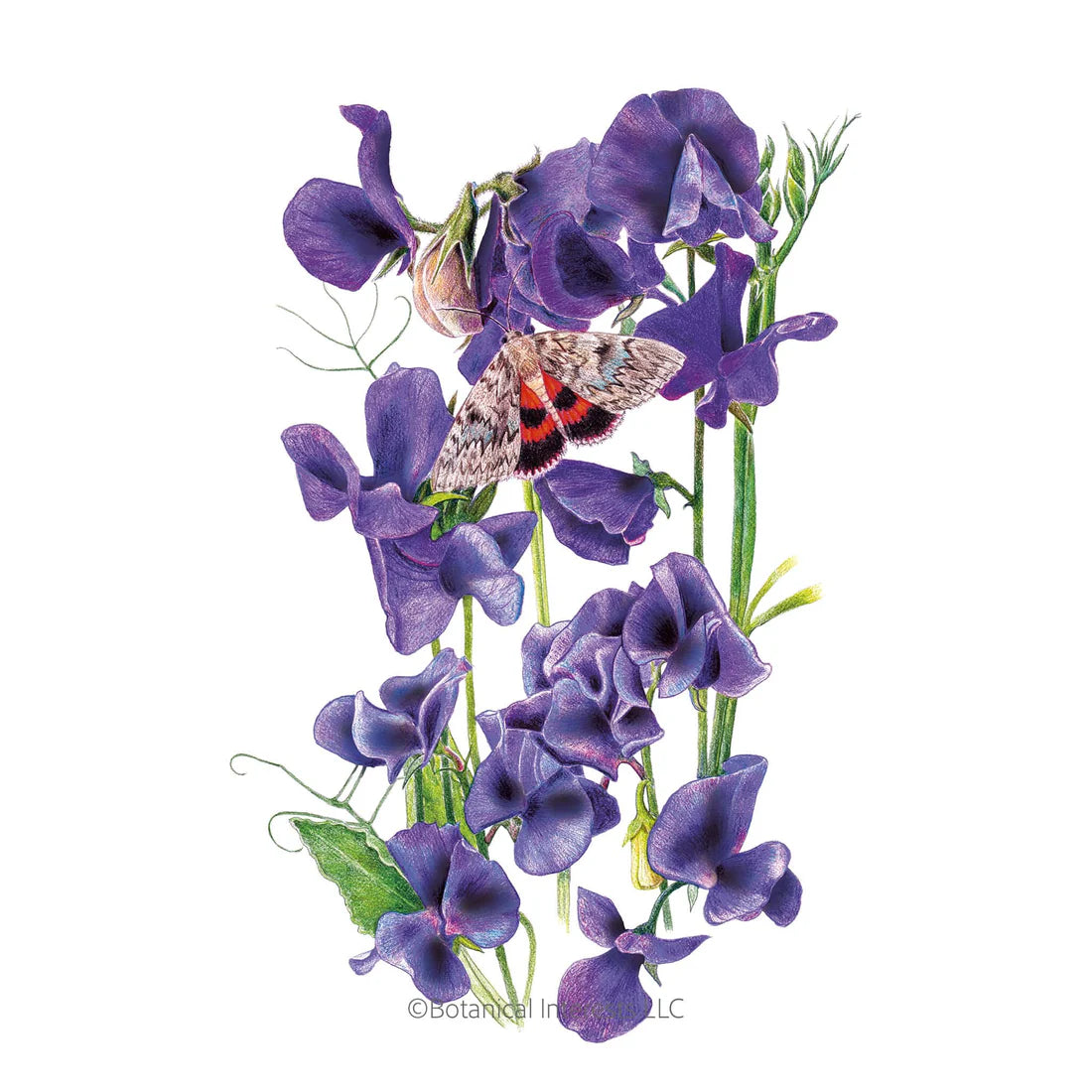 Botanical Interests, Inc. - Sweet Pea Mammoth Navy Blue Seeds