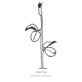Botanical Interests, Inc. - Sweet Pea Mammoth Navy Blue Seeds