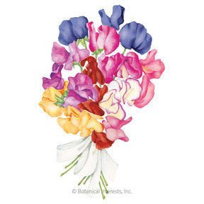 Botanical Interests, Inc. - Sweet Pea Perfume Delight Blend Seeds