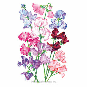 Botanical Interests, Inc. - Bouquet Blend Sweet Pea Seeds