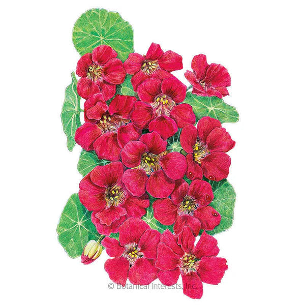 Nasturtium Cherry Rose Jewel Seeds