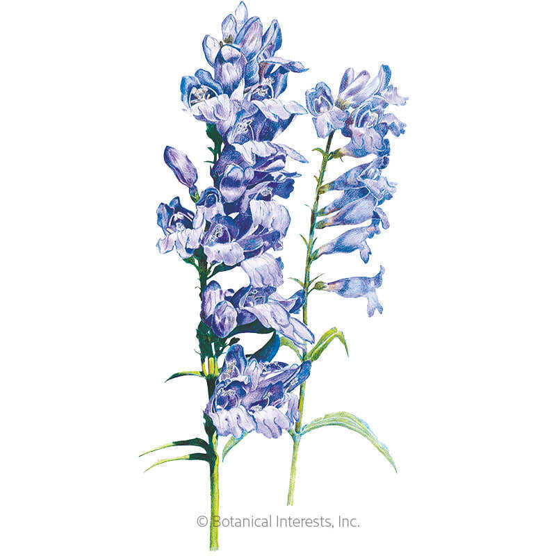 Rocky Mountain Blue Penstemon Seeds