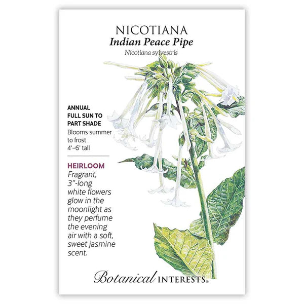 Nicotiana Indian Peace Pipe Seeds