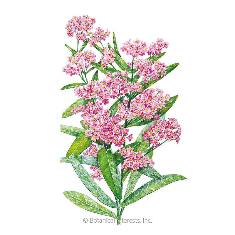 Botanical Interests, Inc. - Victoria Pink Forget-Me-Not Seeds