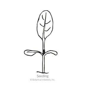 Botanical Interests, Inc. - Victoria Pink Forget-Me-Not Seeds
