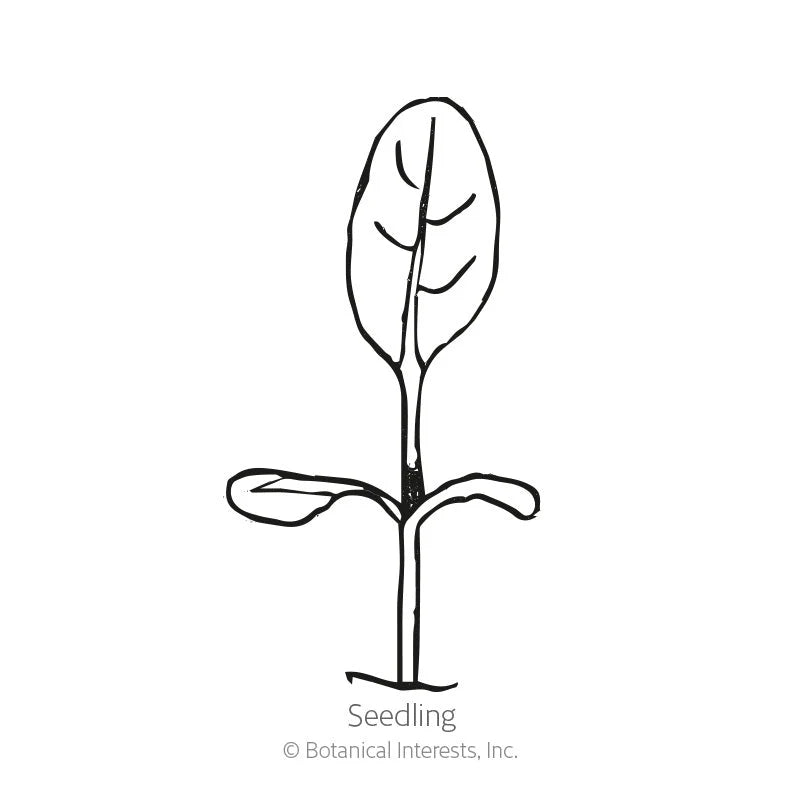 Botanical Interests, Inc. - Victoria Pink Forget-Me-Not Seeds