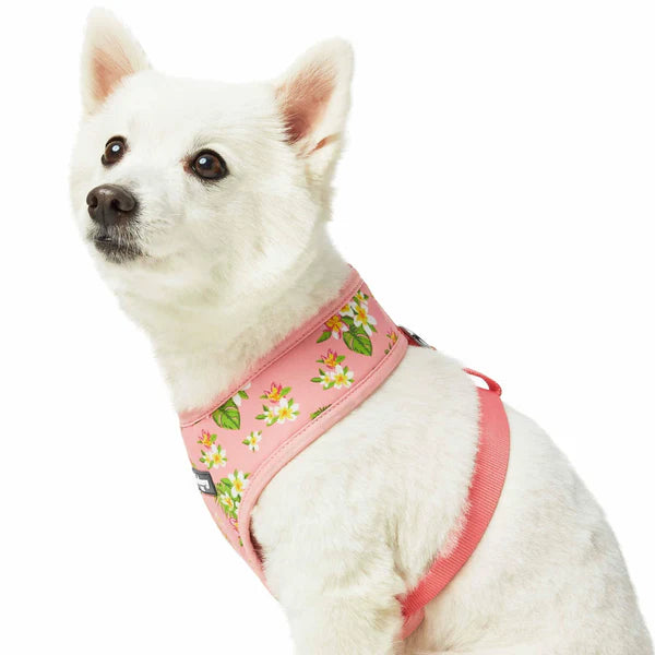 Baby Pink | Tropical Yellow Plumeria Flower Dog Harness Vest