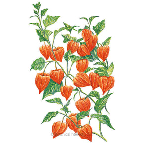 Botanical Interests, Inc. - Chinese Lantern Seeds