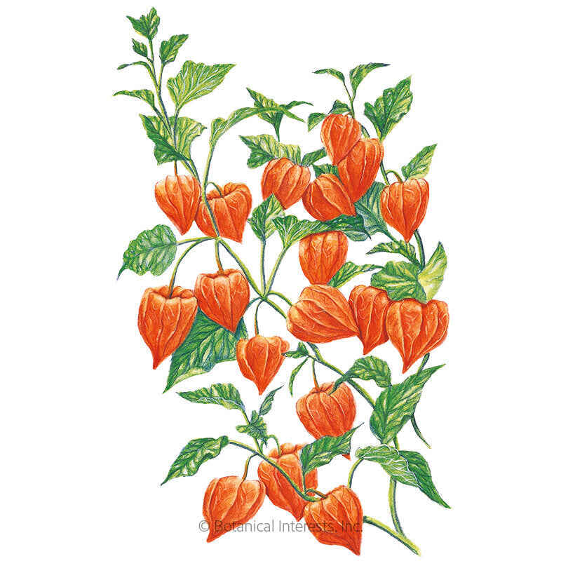 Botanical Interests, Inc. - Chinese Lantern Seeds