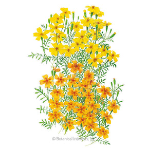 Botanical Interests, Inc. - Marigold Signet Gem Lemon & Tangerine Seeds