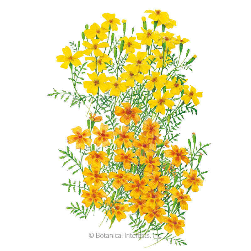 Botanical Interests, Inc. - Marigold Signet Gem Lemon & Tangerine Seeds