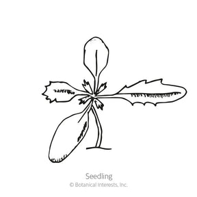 Botanical Interests, Inc. - Marigold Signet Gem Lemon & Tangerine Seeds