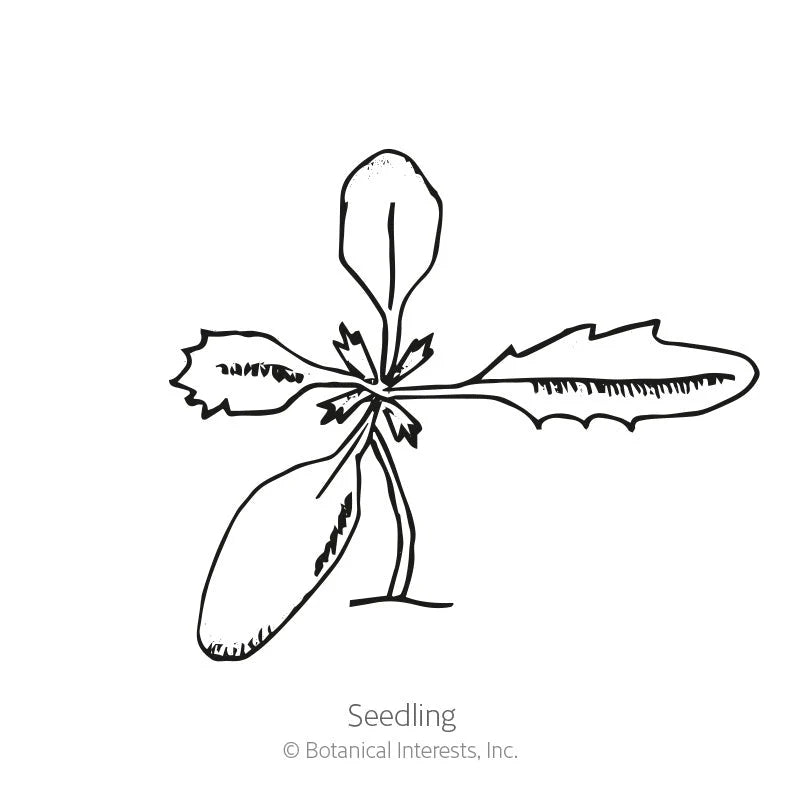 Botanical Interests, Inc. - Marigold Signet Gem Lemon & Tangerine Seeds
