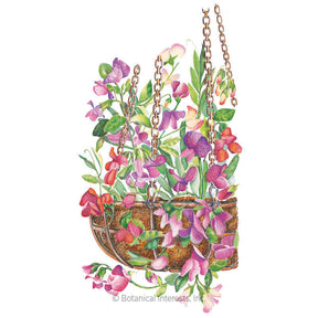 Botanical Interests, Inc. - Sweet Pea Little Sweetheart Seeds