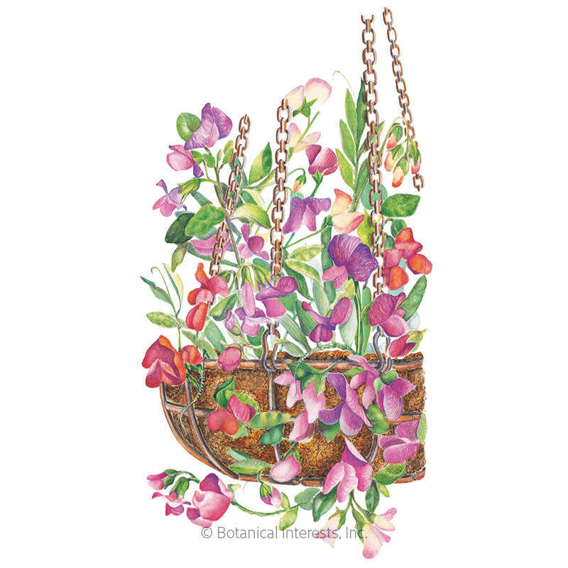 Botanical Interests, Inc. - Sweet Pea Little Sweetheart Seeds