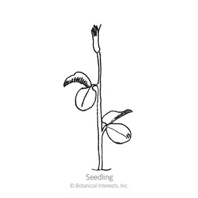 Botanical Interests, Inc. - Sweet Pea Little Sweetheart Seeds