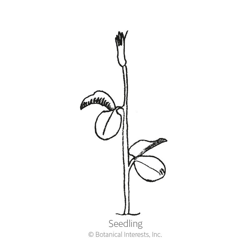 Botanical Interests, Inc. - Sweet Pea Little Sweetheart Seeds