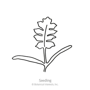 Botanical Interests, Inc. - Poppy Corn Amazing Gray Seeds - Southern Agriculture 