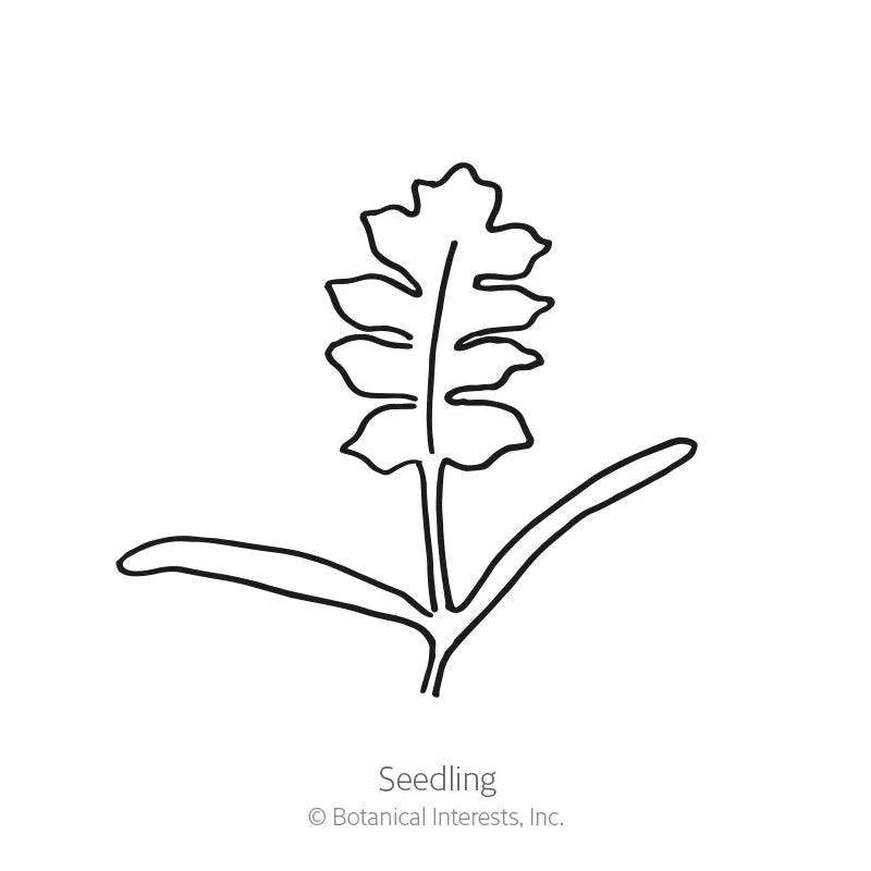 Botanical Interests, Inc. - Poppy Corn Amazing Gray Seeds - Southern Agriculture 