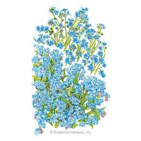 Botanical Interests, Inc. - Forget-Me-Not Spring & Summer Seeds