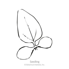 Botanical Interests, Inc. - Echinacea White Swan Seeds - Southern Agriculture 