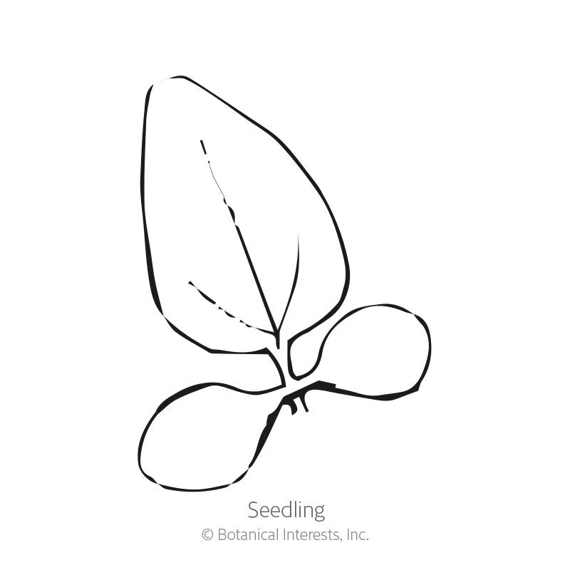 Botanical Interests, Inc. - Echinacea White Swan Seeds - Southern Agriculture 