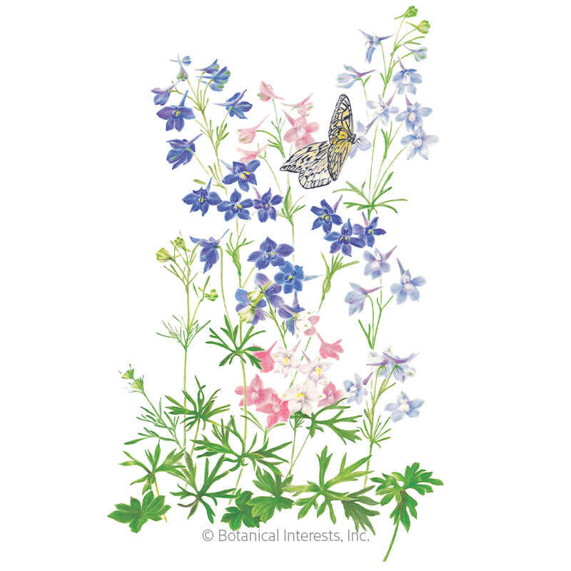 Botanical Interests, Inc. - Delphinium Butterfly Blend Seeds