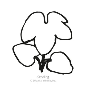 Botanical Interests, Inc. - Delphinium Butterfly Blend Seeds