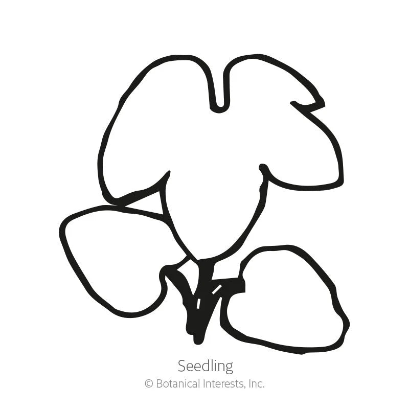 Botanical Interests, Inc. - Delphinium Butterfly Blend Seeds