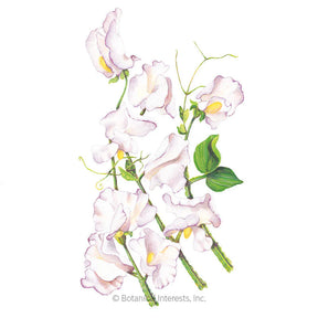 Botanical Interests, Inc. - Sweet Pea High Scent Seeds